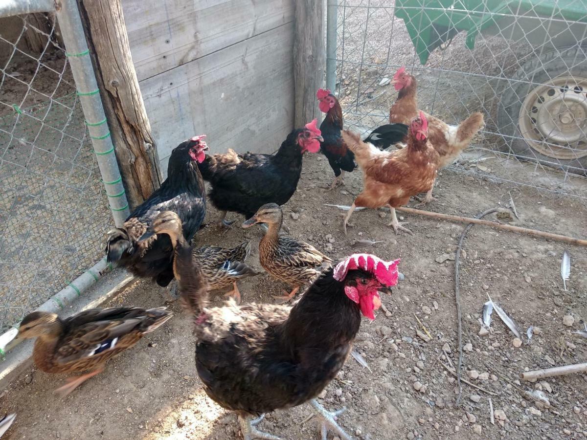 Caseta Rovira Deltebre Esterno foto
