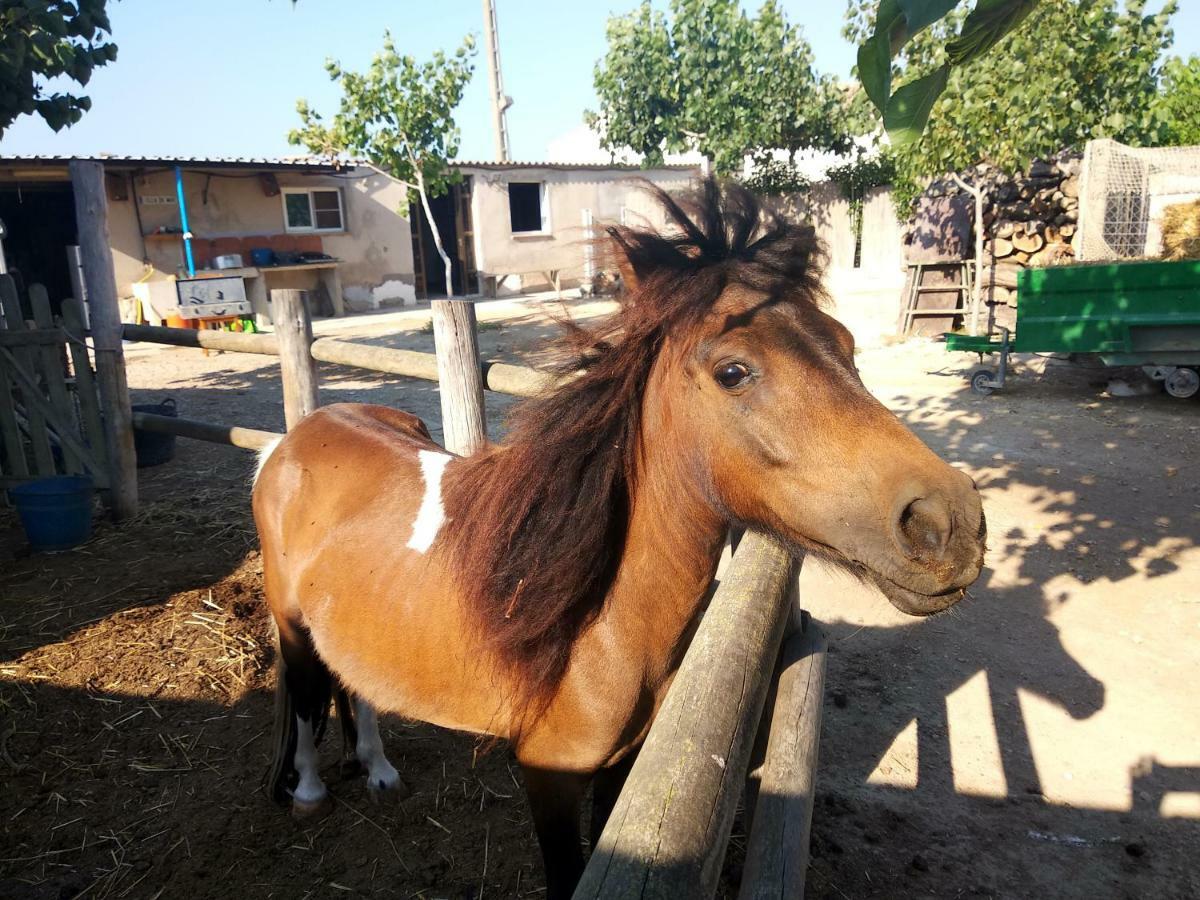 Caseta Rovira Deltebre Esterno foto