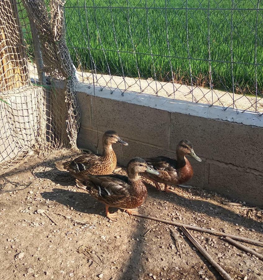 Caseta Rovira Deltebre Esterno foto
